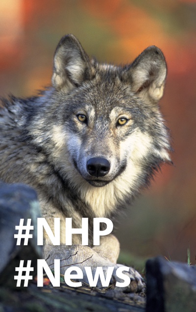 Neues am Umweltrechts-Blog: "Der EuGH trifft Klarstellungen zur Wolfsjagd"