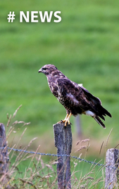 „Spange Wörth“: Wichtige Klarstellungenen des EuGH zur Vogelschutz-Richtlinie