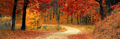 NHP News Alert September 2025