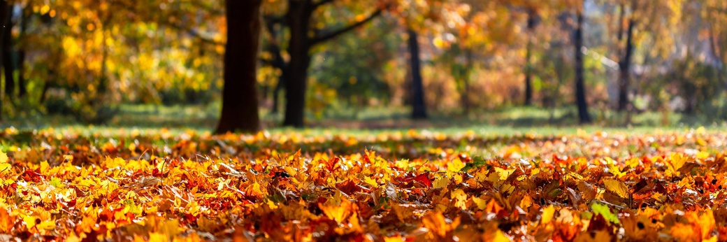NHP News Alert September 2026